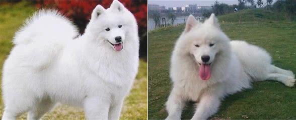 萨摩犬微笑天使脸庞背后，多变的性格