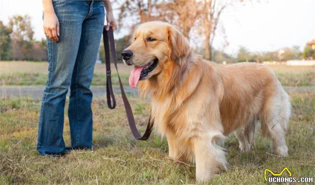 纯种金毛犬有7个特点，不少人养的都是串，你家的“够纯”吗？