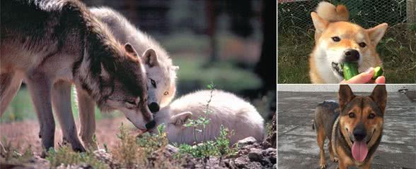 给狗狗顿顿吃肉其实不好，脂肪摄取量超标，犬胰腺炎马上到