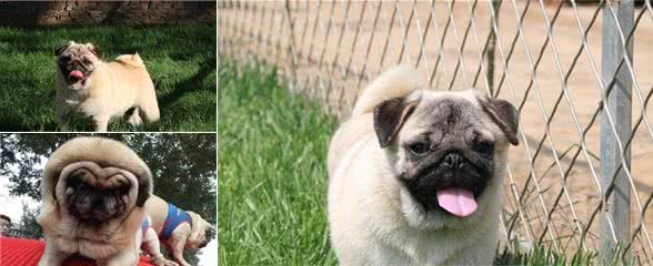 你见过纯种巴哥犬吗
