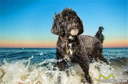 葡萄牙水犬特点葡萄牙水犬的性格特点