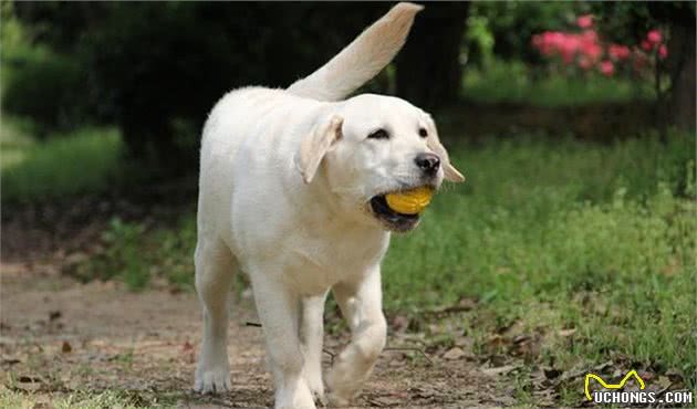 实用的拉布拉多犬训练方法