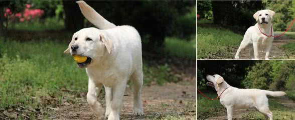 实用的拉布拉多犬训练方法