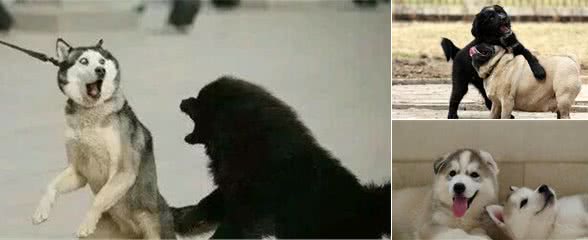 如何让狗狗和别人家的狗狗和平相处?