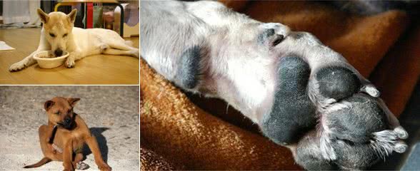 成年犬必做的8项日常护理，全方位护理狗狗，主人都把握了吗？