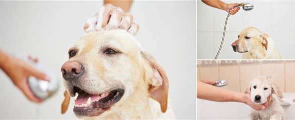 如何清洁拉布拉多犬的牙、眼、耳，看完就不必去宠物店洗澡啦