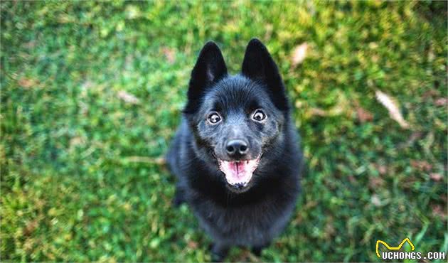 排行榜：9种最聪明的小型犬，你家狗狗在不在其中？