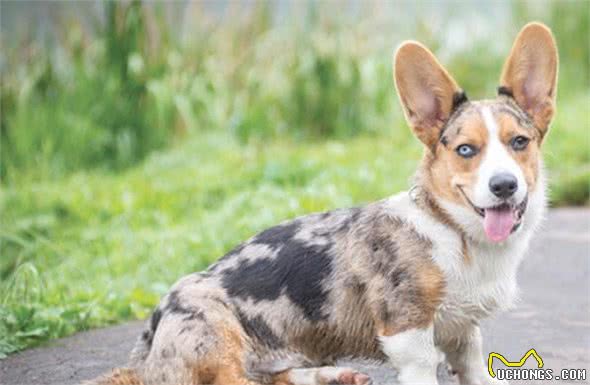 排行榜：9种最聪明的小型犬，你家狗狗在不在其中？