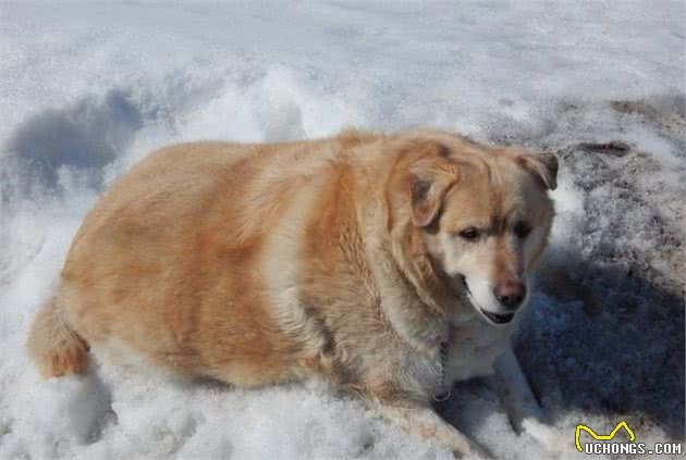 老年犬越吃越多？小心是糖尿病所致，教你预防与治疗狗狗的糖尿病