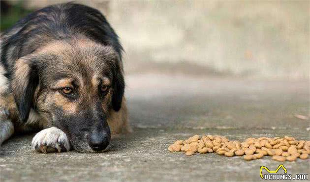 老年犬越吃越多？小心是糖尿病所致，教你预防与治疗狗狗的糖尿病