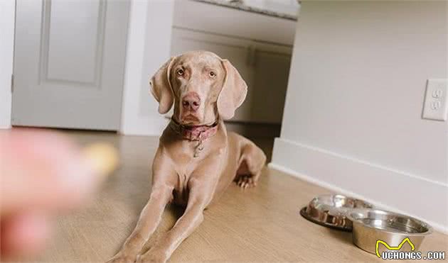 老年犬越吃越多？小心是糖尿病所致，教你预防与治疗狗狗的糖尿病