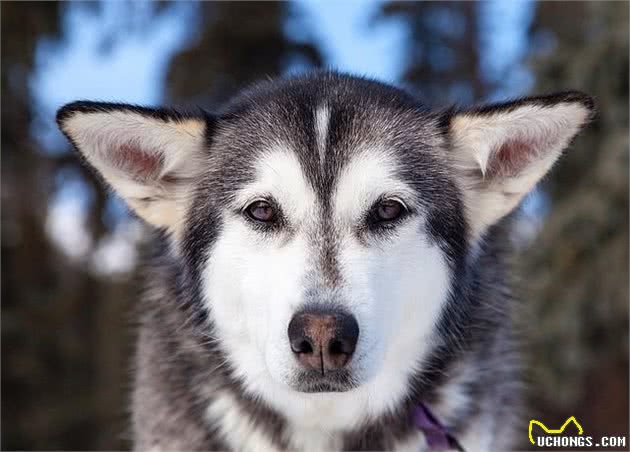 阿拉斯加犬多少钱主要受哪些因素影响长相与哈士奇区别在哪里