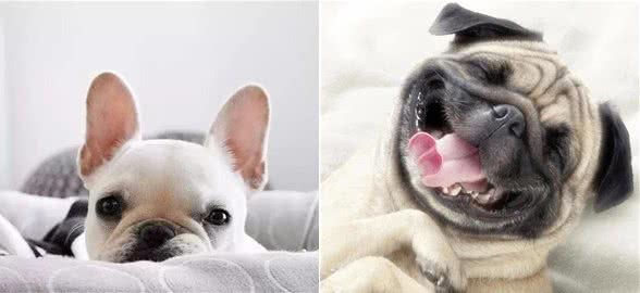 斗牛犬优缺陷集合，养宠要慎重