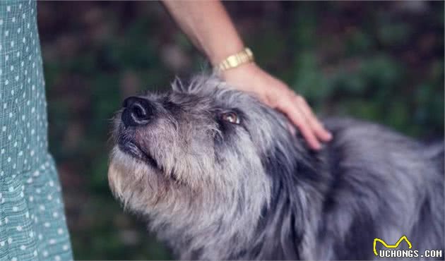 狗狗老了就废了？老年犬也能够训练，只要用对技巧