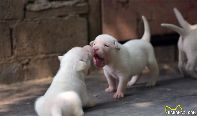 Carl走进贵州：狩猎犬中的全能大师—下司犬！