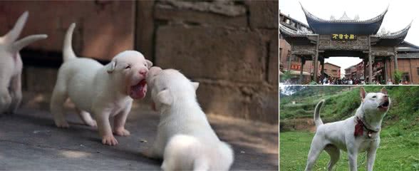 Carl走进贵州：狩猎犬中的全能大师—下司犬！