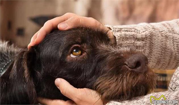 狗狗的社会化时期很重要，幼犬期养成的好习惯，狗狗终身受用