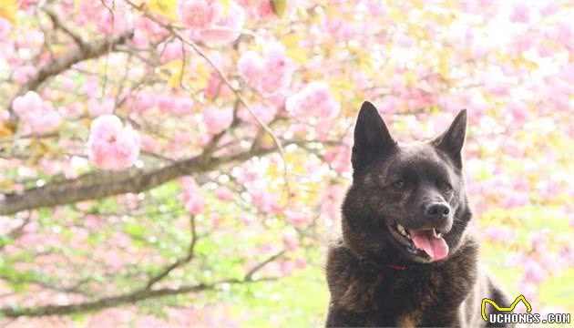 只知道柴犬和秋田？日本的狗狗不止这么少，他们有六大天然纪念物