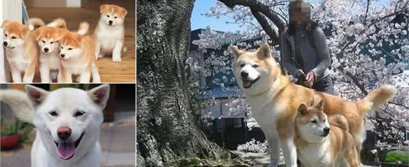 只知道柴犬和秋田？日本的狗狗不止这么少，他们有六大天然纪念物