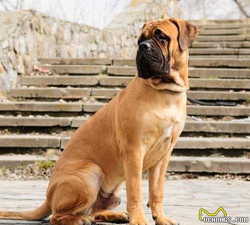 10种温顺的大型犬，健壮的身躯里面，潜藏着柔软的心灵