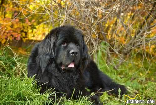 10种温顺的大型犬，健壮的身躯里面，潜藏着柔软的心灵