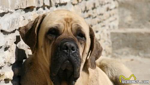 10种温顺的大型犬，健壮的身躯里面，潜藏着柔软的心灵