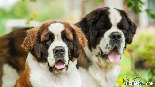 10种温顺的大型犬，健壮的身躯里面，潜藏着柔软的心灵