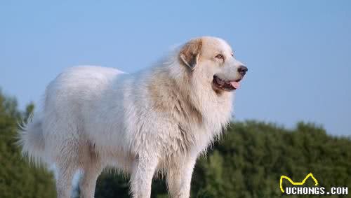 10种温顺的大型犬，健壮的身躯里面，潜藏着柔软的心灵