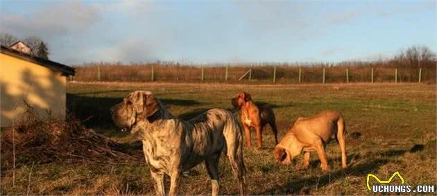 很多人说这5种犬与野兽无异，应当被送进动物园，禁止出笼