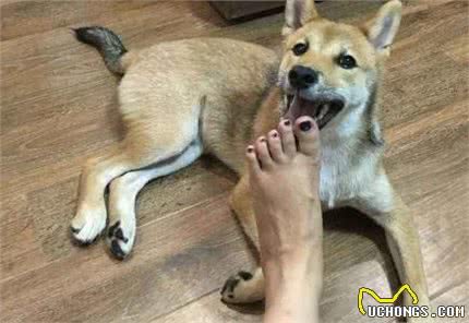 狗狗为什么喜欢舔人？是喜欢你的脚气？还是有什么别的原因