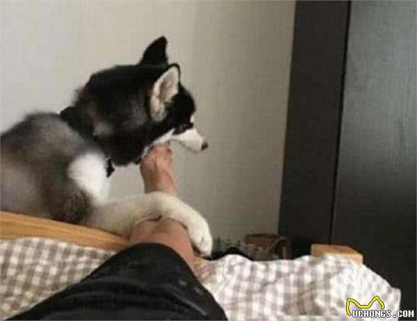 狗狗为什么喜欢舔人？是喜欢你的脚气？还是有什么别的原因