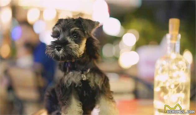 作为会取悦家人的犬种，雪纳瑞犬的日常饲养及毛发护理需要怎么做？