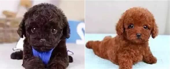 这样喂犬粮，等于谋杀小狗！