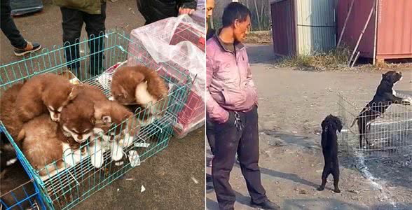 路边犬市卖狗，黑泰迪犬不停地向主人作揖，狗：主人别卖我……