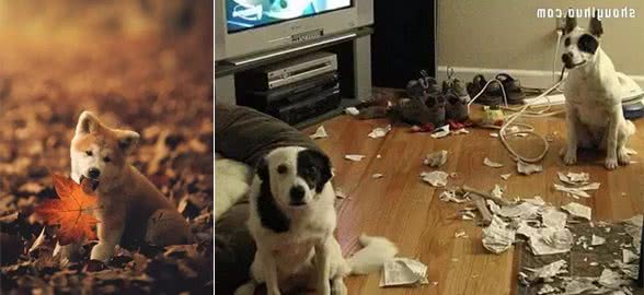 教你几招纠正幼犬的不良的行为