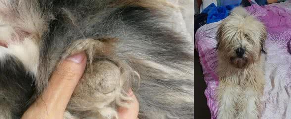 狗狗冬季毛发打结，如何正确洗澡