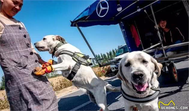 主人训犬失败，却借口称是犬的品种问题，教狗需注意四个小方法！