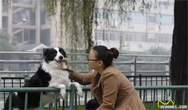 主人训犬失败，却借口称是犬的品种问题，教狗需注意四个小方法！