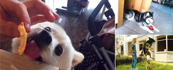 主人训犬失败，却借口称是犬的品种问题，教狗需注意四个小方法！