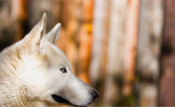 初次养犬，需要注意些什么，才能让它茁壮成长！