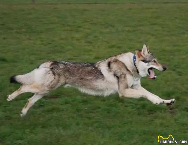 这狗，比哈士奇犬更像狼！