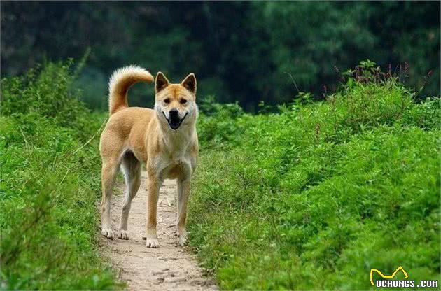 二郎神的哮天犬为什么这么厉害？咬得孙悟空和九头虫毫无脾气