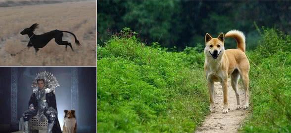 二郎神的哮天犬为什么这么厉害？咬得孙悟空和九头虫毫无脾气