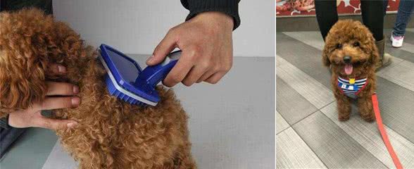 泰迪犬好不好养?