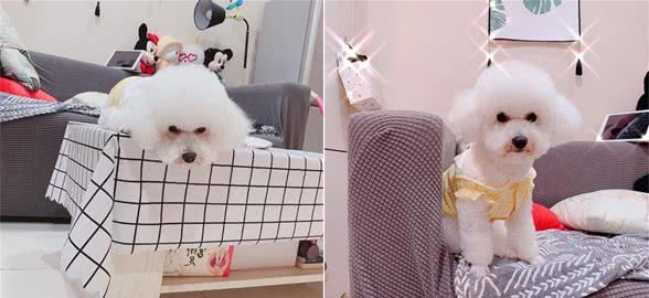 为什么狗狗常常磨爪子，原因居然是如此