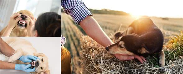 你知道什么是治疗犬吗？治疗犬在我们生活中如何发挥作用