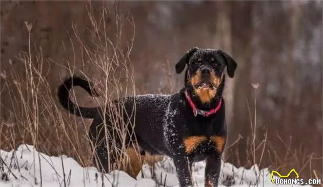 世界第一护卫犬，罗威纳，猛犬中柔情铁汉!