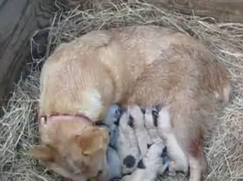 繁殖者必看适龄母犬屡配不孕的两大原因