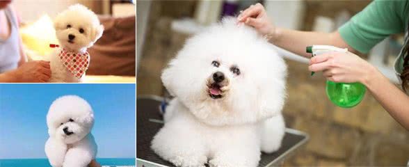 原来饲养“比熊犬”，有这么多好处，难怪养的人多