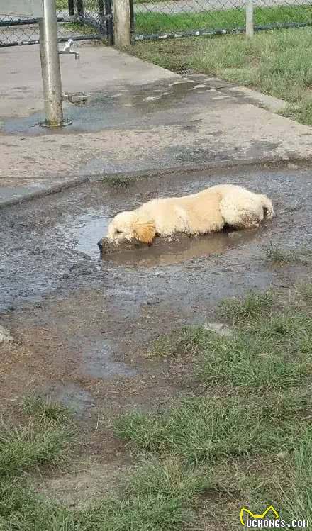 这只狗恐怕不能要了，你们觉得呢